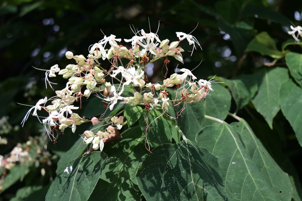 里山花散歩クサギ？
