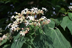里山花散歩クサギ？