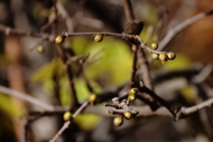 花散歩ロウバイ２