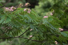 里山散歩合歓木２
