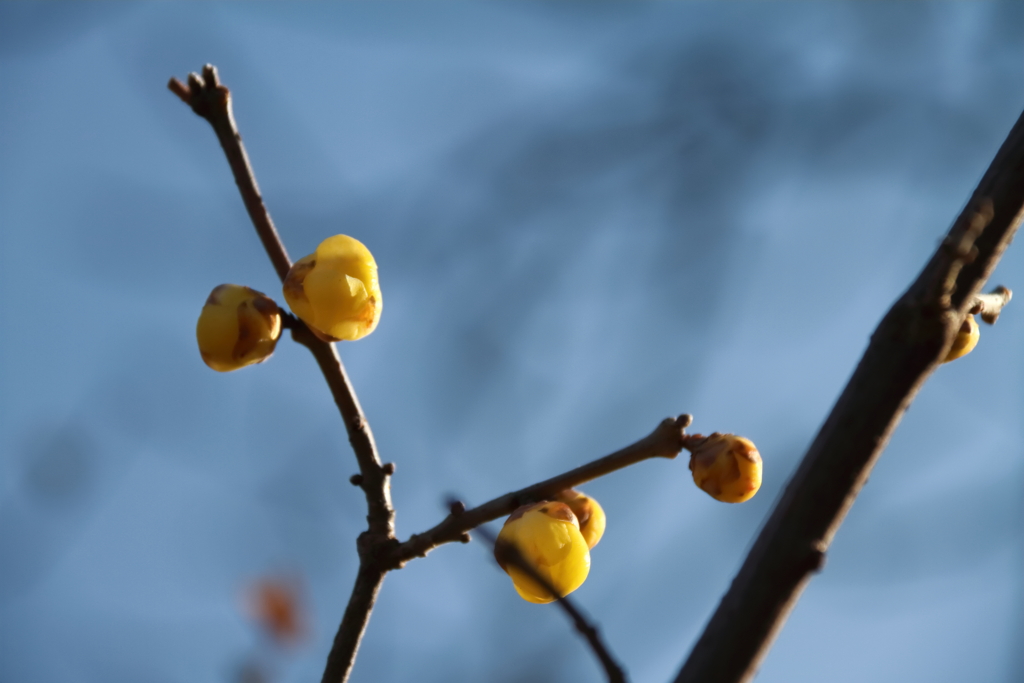 花散歩蠟梅２