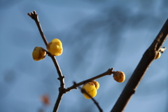 花散歩蠟梅２