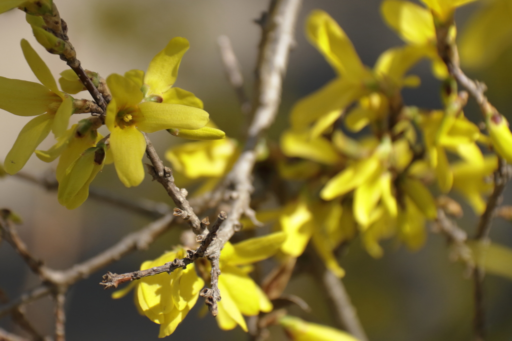 植物園から「レンギョウ」３