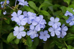 ご近所のルリマツリ