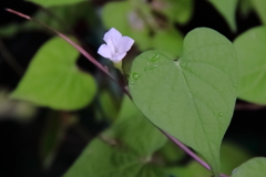花散歩朝顔５