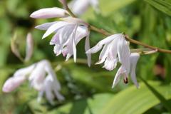 里山散歩シラン２