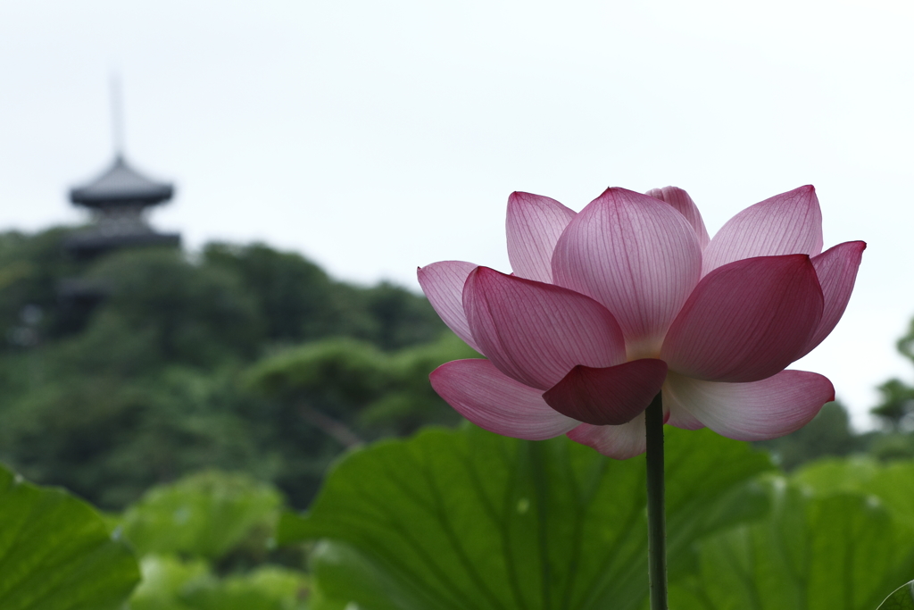 三重塔が見える蓮池