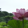 三重塔が見える蓮池
