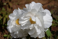 花散歩牡丹７
