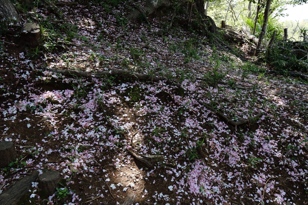 里山惜春1