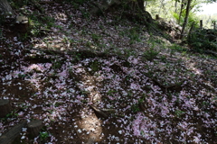 里山惜春1