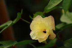 花散歩綿花