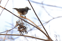 コゲラ現る３（訂正ヒヨドリ）