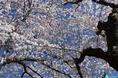 さくらさくら４