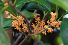 散歩道の金木犀３