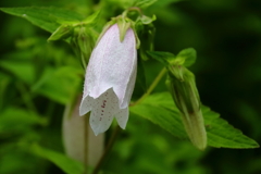 花散歩ホタルブクロ紫２