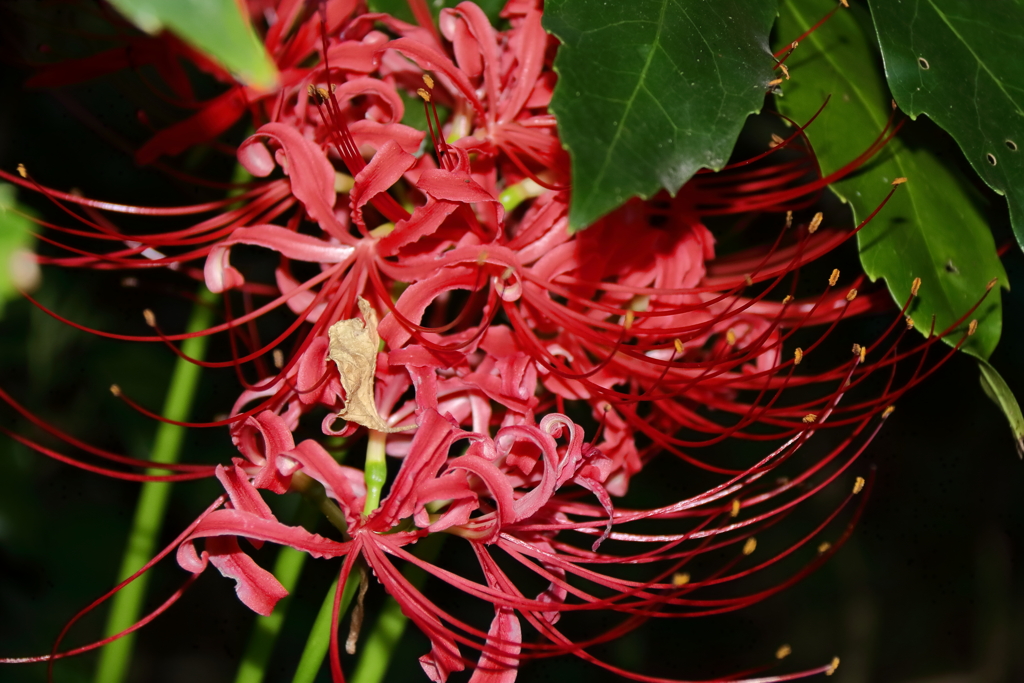 花散歩彼岸花１