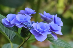 花散歩紫陽花３