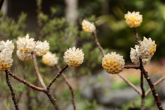 春　キバナミツマタ