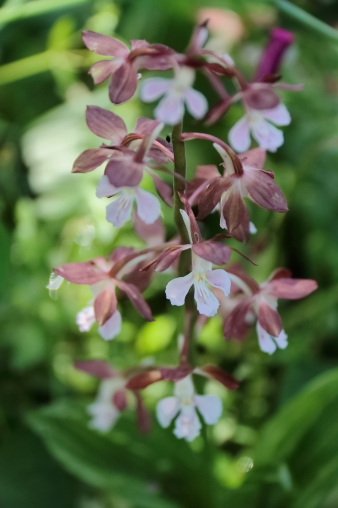 公園花壇エビネラン１