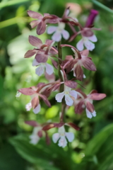 公園花壇エビネラン１