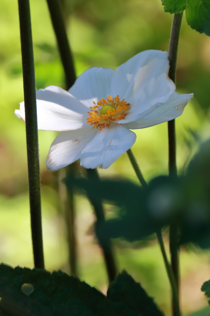 シュウメイギク白