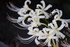 花散歩彼岸花白２