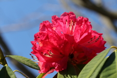 植物園から「しゃくなげ」４