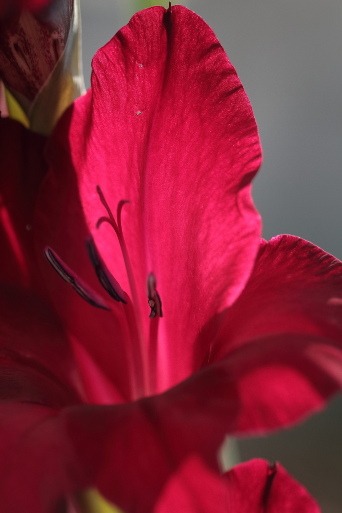 妖しく誘われて２