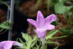 花散歩変化朝顔３