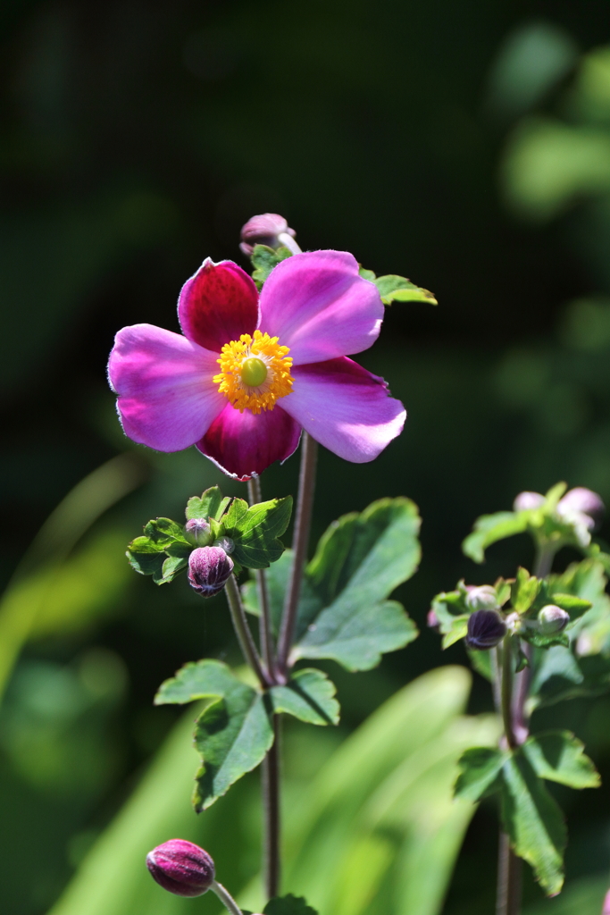 シュウメイギク赤