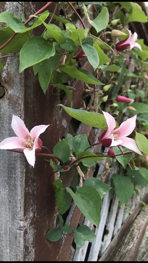 花散歩クレマチステクセンシス