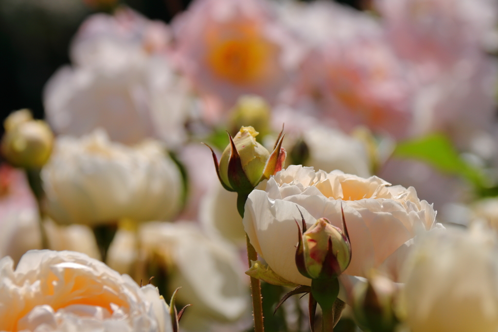 ヨコハマローズウィーク　ポートサンライト