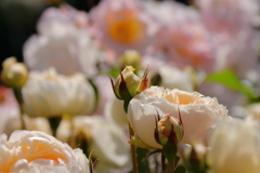 ヨコハマローズウィーク　ポートサンライト