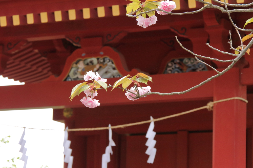 散りなずむ八重桜