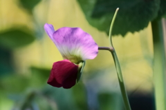 花散歩エンドウ３