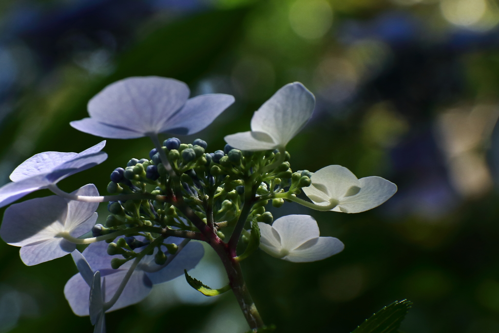 あじさい散歩６