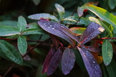 花散歩朝露の頃