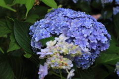 花散歩紫陽花２