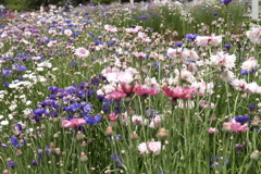 矢車草賑わって２