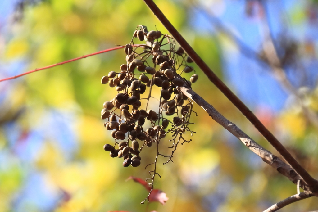 花散歩キブシ１