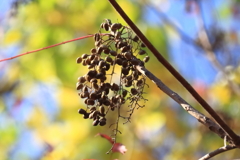 花散歩キブシ１