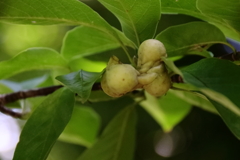 花散歩コブシの実