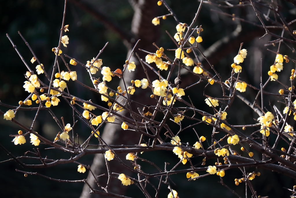 花散歩そろそろ終盤のロウバイ