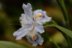 散歩道の花達９