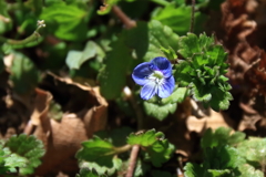 やっと見つけたオオイヌノフグリ２