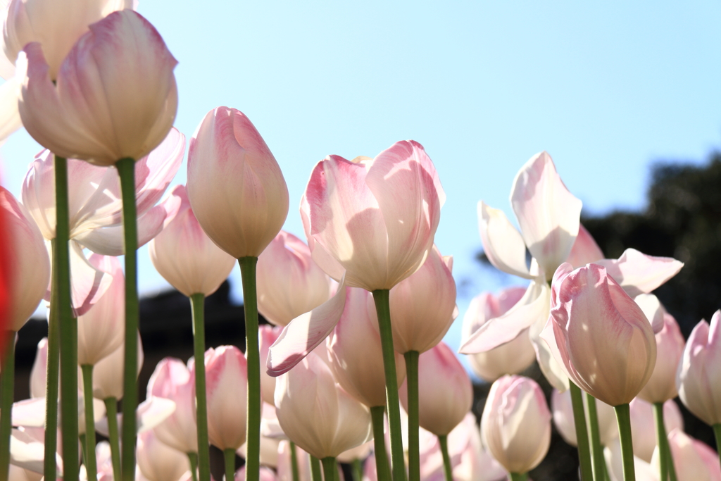 冬チューリップピンク４