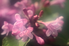 花散歩タニウツギ１