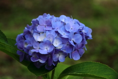 梅雨空あじさい２