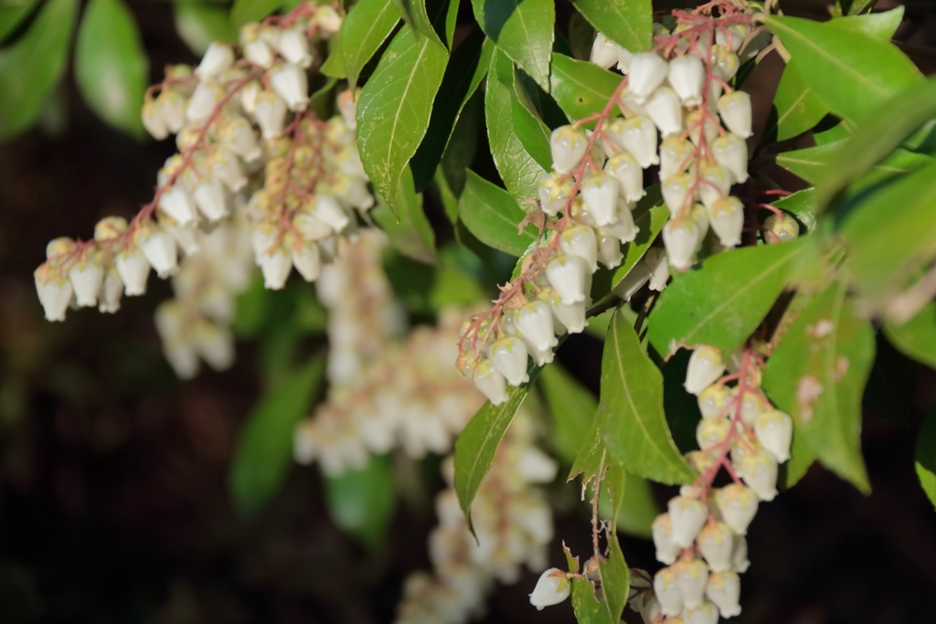 馬酔木咲く頃１